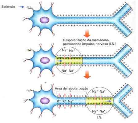 Os impulsos nervosos são sinais elétricos que afetam os íons da membrana do neurônio.