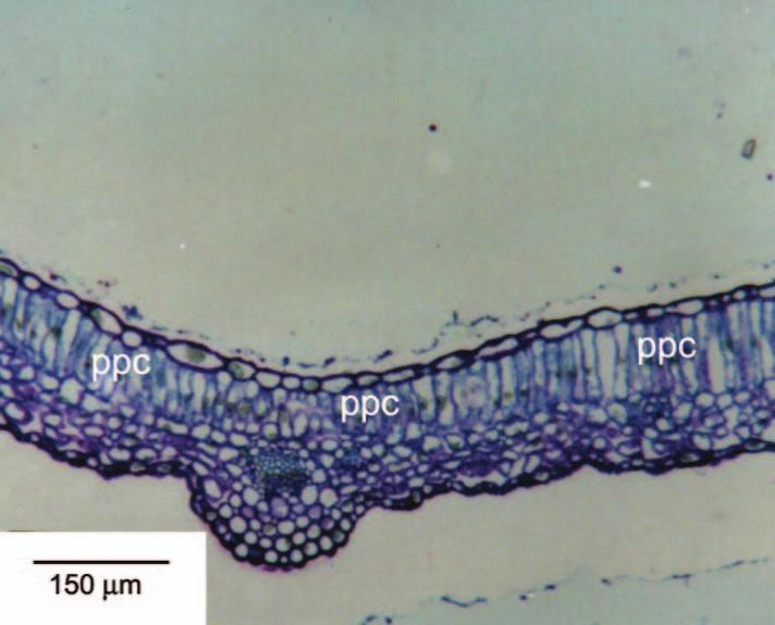 Caracterização anatômica das folhas de Cunila microcephala Benth. (Lamiaceae) 491 FIGURA 9 - Detalhe da figura anterior, onde se observam os cristais de inulina (ci) (MF).