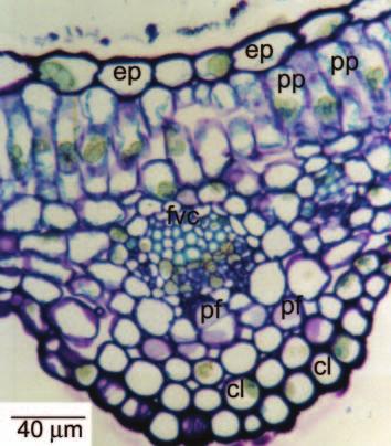 A British Pharmacopoeia (1993) descreve a inulina como um polissacarídeo obtido de tubérculos de Dahlia variabilis Desf., Helianthus tuberosus L. e de outros gêneros da família Asteraceae.