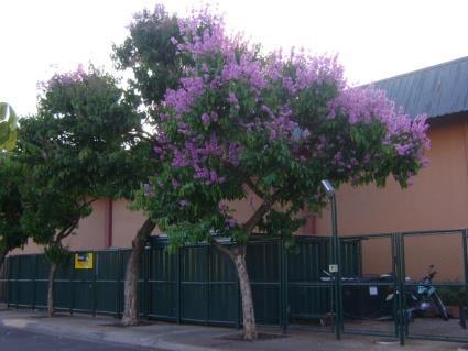 Floração: outono e inverno. s (perfumada).