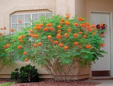 Caesalpinia pulcherrima (Flamboyantmirim) Altura média:5m