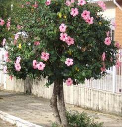 Hibiscus rosasinensis (mimo-de-vênus, hibisco,