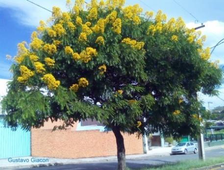 da copa:2 Floração:setembro a março.