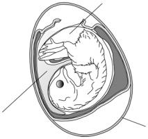 c) Indique a letra e o nome da estrutura onde ficarão alojados os futuros órgãos do animal. Tal estrutura origina-se a partir de qual folheto embrionário? 6.