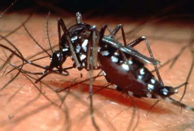 Dengue Natural do Brasil; Vírus Flaviviridae; Transmissão: picada da fêmea