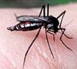 Aedes aegypti; Febre
