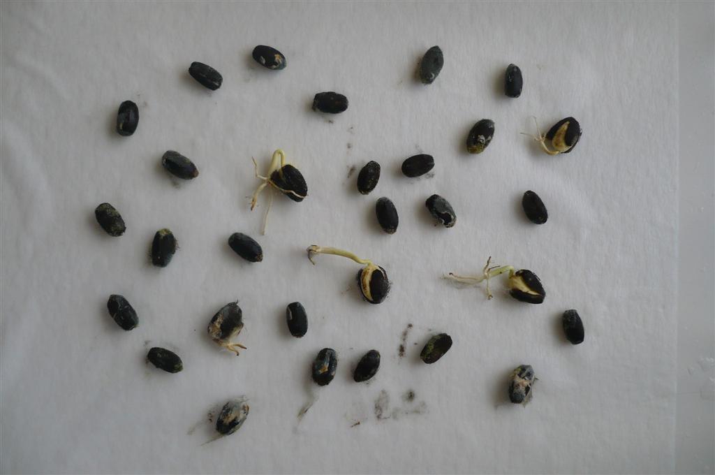 Germinação de sementes de pinhão