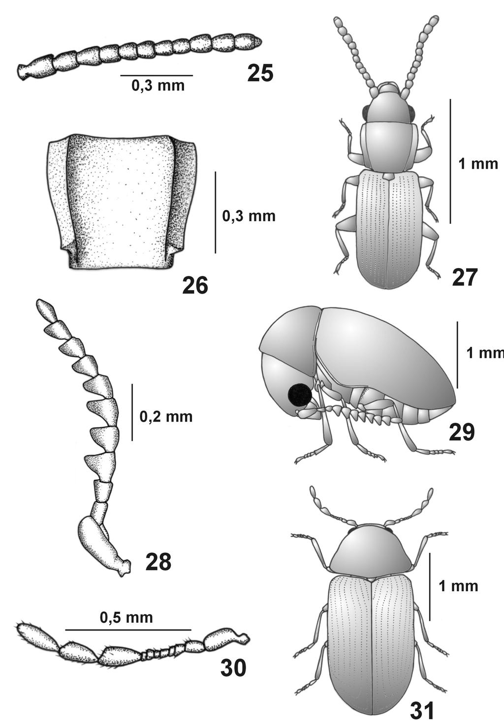 25 Figs. 25-31. Cucujidae: Cryptolestes spp.