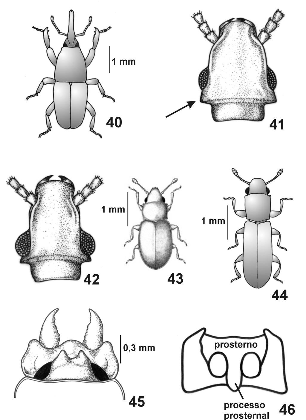 27 Figs. 40-46. Curculionidae: S. zeamais, (40) adulto; Silvanidae: Oryzaephilus surinamensis, (41) cabeça (dorsal), O.