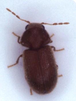 43 Figura 13. Stegobium paniceum (escala: 1 mm) Figura 14. Cryptolestes sp. (escala: 1 mm) REFERÊNCIAS BIBLIOGRÁFICAS ARS (Agricultural Research Service). 1986. Stored-grain Insects.