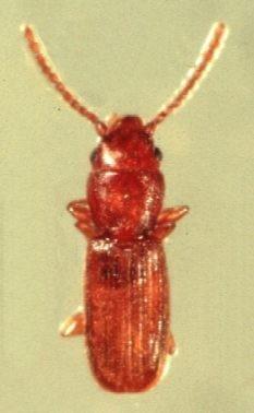 Collier, D.J. 1981. Identification of adult Coleoptera found in stored products.