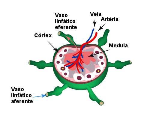 Fonte: https://brasilescola.uol.com.br/o-que-e/biologia/o-que-sao-linfonodos.htm A circulação da linfa nos linfonodos é unidirecional.
