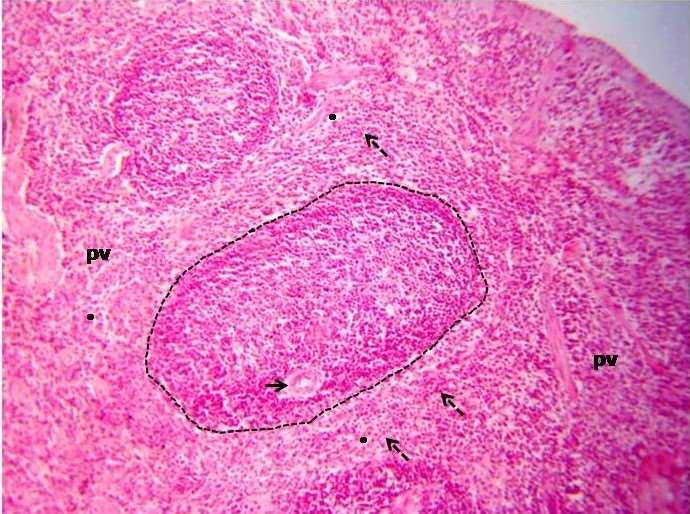 http://www.cesadufs.com.br/orbi/public/uploadcatalago/10343128032012histologia_basica_aula_10.