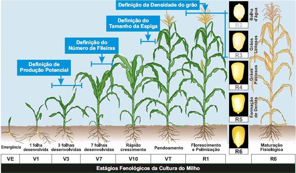 Vegetativa Reprodutiva Adaptado por Fancelli