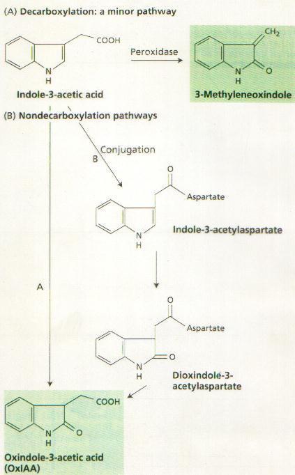 (A) Descarboxilação: rota secundária BIODEGRADAÇÃO DE IAA Peroxidase Ácido indol-3-acético CO 2 (B) Rotas não descarboxilativas