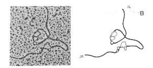DESCOBERTA DOS INTRONS (1977): R-loops em cdna de adeno (microscopia eletrônica). Qual o impacto inicial dessa descoberta? Pequeno, porque era com vírus!