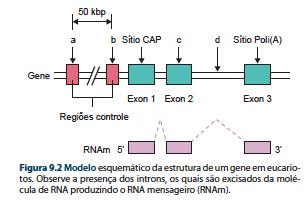 Este é o gene eucarionte- fruto do splicing dos introns.