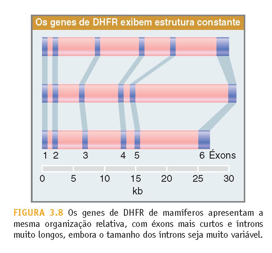 .. Alguns aspectos do gene