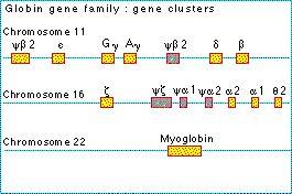 Genes de origem, com funções eventualmente similar, formam as FAMÍLIAS GÊNICAS! Como os genes das hemoglobinas!