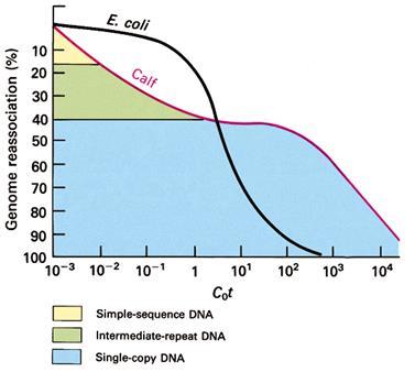 reassociação de DNA.