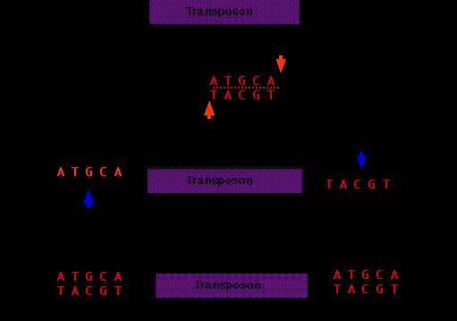 Os transposons podem ser de DNA.
