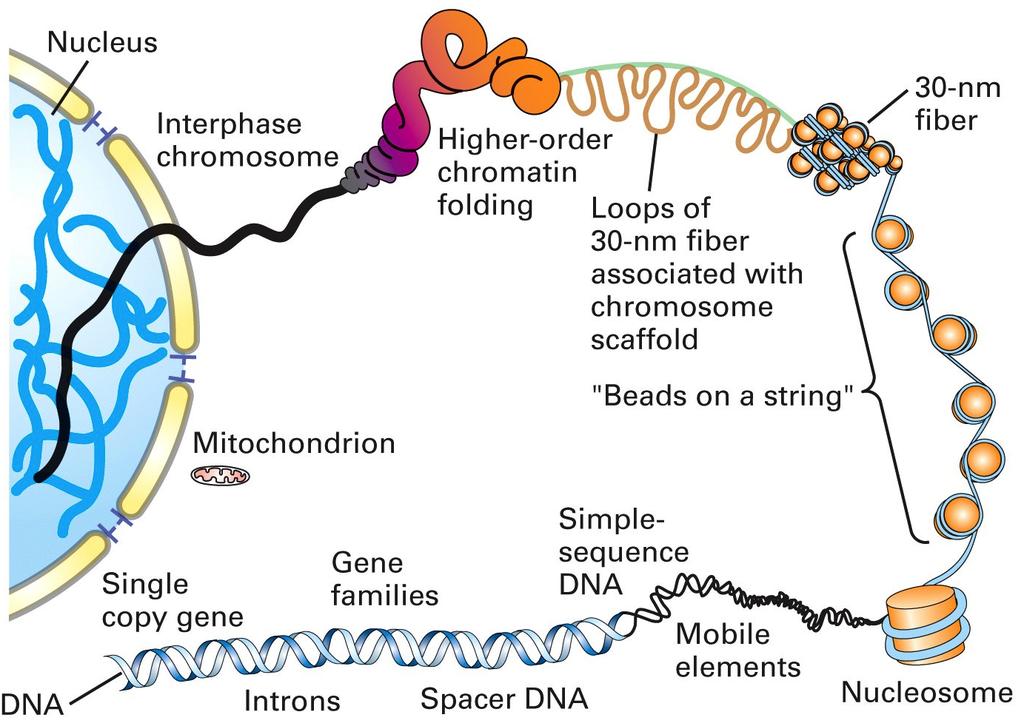 Figura GMB: dos genes aos genomas Os genomas podem conter vários