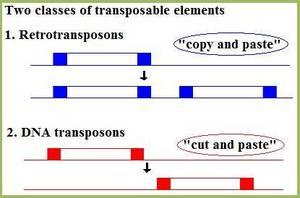 Diferença entre transposons de DNA ou retro Alguns retrotransposons