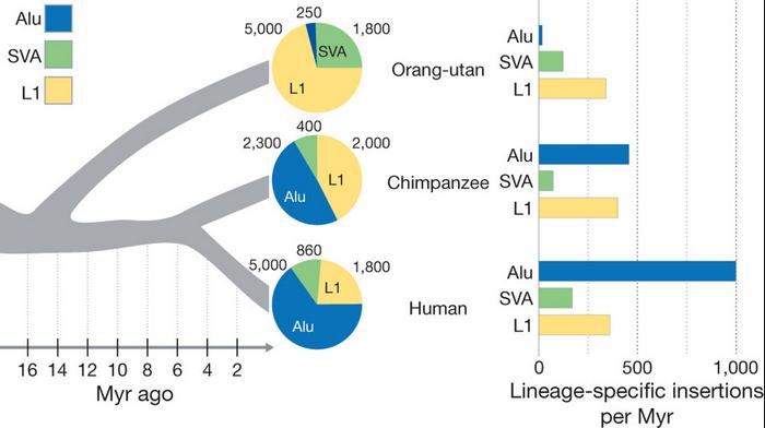 Similar ao RNA 7SL (transporte e