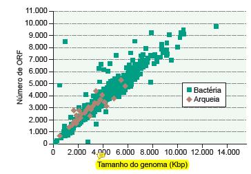 Em procariontes, o número de genes correlaciona com o tamanho do genoma!