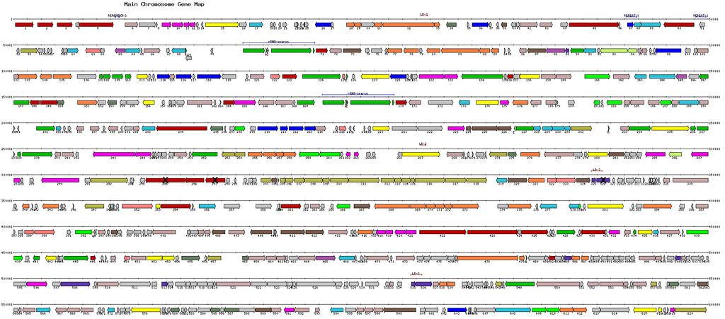 Esse é o mapa de um genoma de procarionte! genoma de procarionte! Há muito espaço entre os genes?