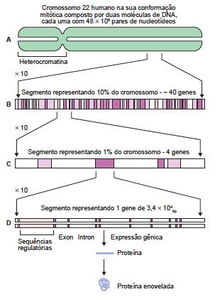 Se você tivesse que começar a sequenciar, qual cromossomo sequenciaria?