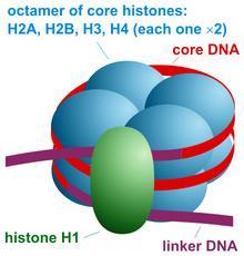 Anti-ds DNA Anti-histonas Anti-nucleossomo