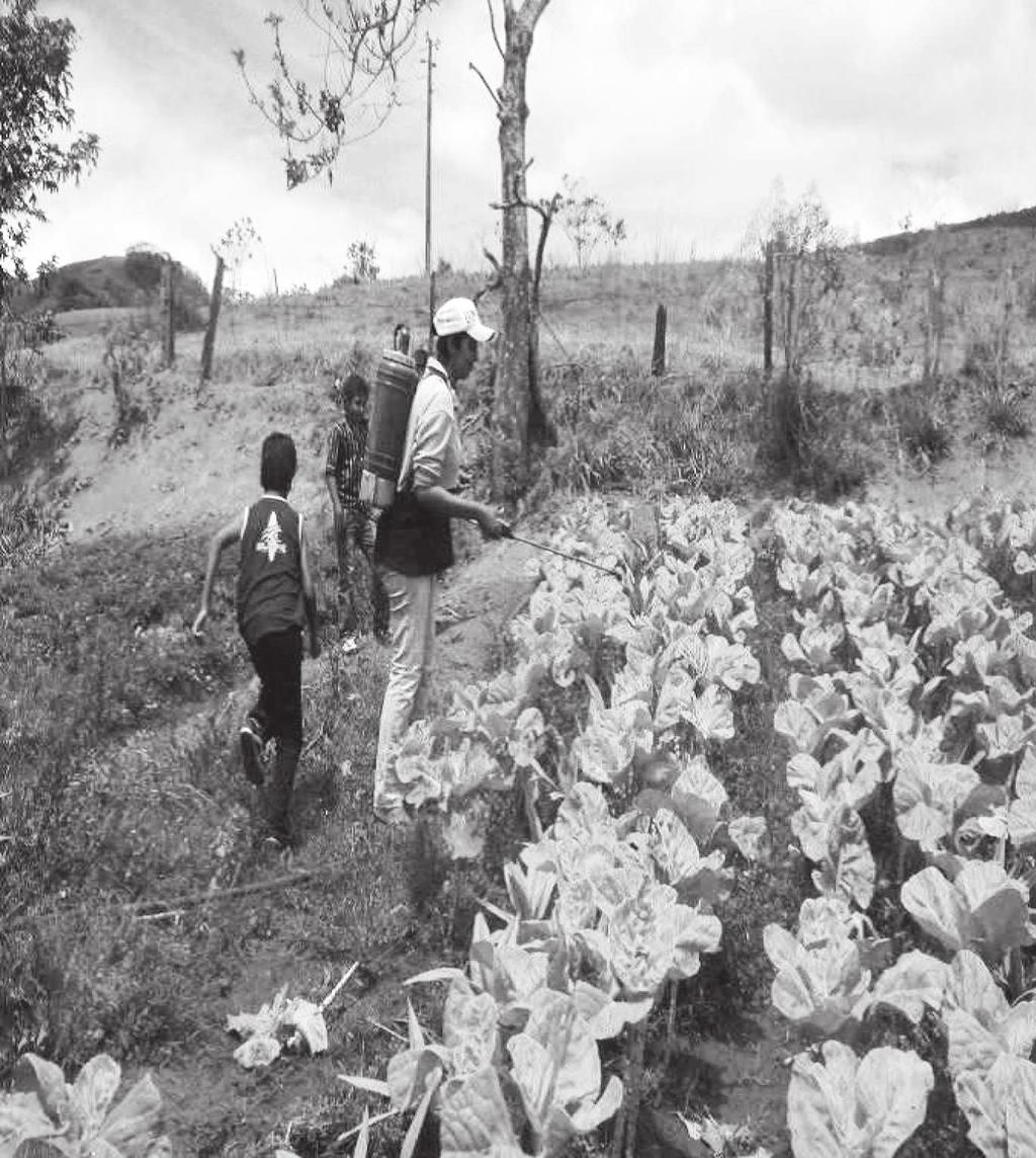 Horta viva: além dos muros da escola Figura 3 - Aplicação do EM na horta dos agricultores. A terceira e última etapa do projeto se deu quinze dias após a segunda visita.