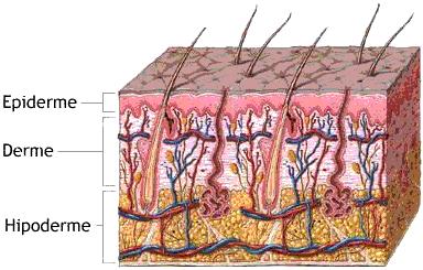 produzem a melanina (HARRIS, 2006). A derme é uma camada conjuntiva que compõem a parte estrutural do tegumento do corpo e possui anexos denominados de pelos, glândulas sudoríparas e sebáceas.