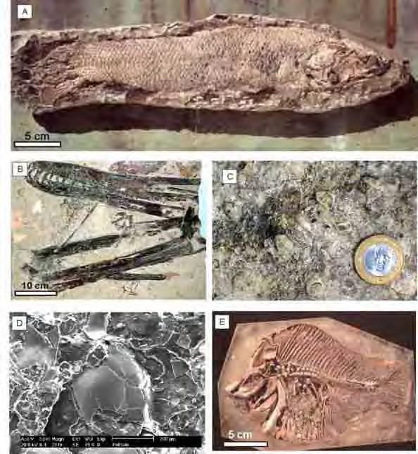 Figura 44 - Fósseis da Formação Santana. A) Calamopleurus sp do Membro Romualdo; B) Pterossauro encontrado no Membro Crato; C) gastrópodes encontrados na porção superior do Mb.