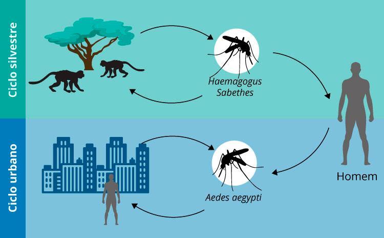 FEBRE AMARELA Agente etiológico: flavivírus; Vetor: mosquitos Haemagogus janthinomys (rural) e Aedes aegypti (urbano); Transmissão: picada do mosquito; Sintomas:
