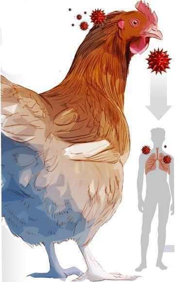 GRIPE AVIÁRIA Agente etiológico: vírus H5N1; Transmissão: contato com aves contaminadas ou com suas secreções; Sintomas: febre