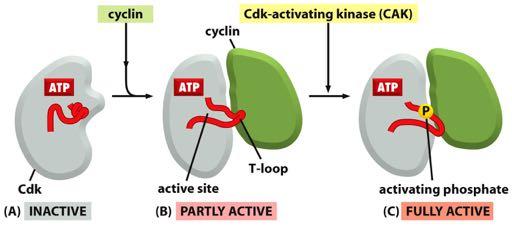 Controle do ciclo celular: ciclina-cdk CDKs: proteínas conservadas; 30-40kDa