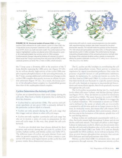 Controle do ciclo celular: ciclina-cdk CDKs: proteínas conservadas; 30-40kDa Ativação: 1) ligação a ciclina (altera