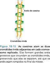 Controle da replicação do DNA Coesina: