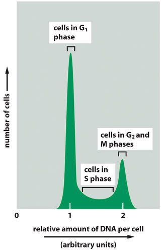 Métodos de estudo do ciclo celular Citometria de fluxo (FACS)