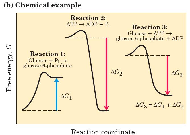 O Acoplamento de reações Uma reação termodinamicamente