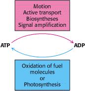 Oxidação de compostos Carbonados Um ser humano típico (70 kg) tem aproximadamente 100 g de ATP ATP tem um alto número de renovação turnover number - Em repouso: 40 kg de ATP em 24 horas 28 g/min -