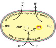 Síntese de ATP Pequena parte do ATP é obtido a partir da fosforilação ao nível do substrato - Anaeróbica
