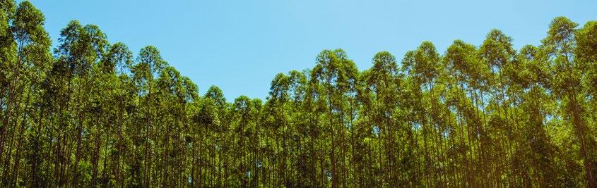 manejo florestal da empresa, desde a produção das mudas até a madeira posta fábrica.