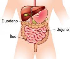 Intestino delgado O s p r i n c i p a i s e v e n t o s d a digestão e absorção ocorrem no intestino delgado, portanto sua estrutura é