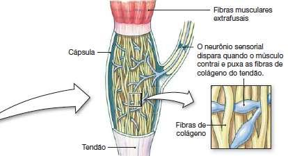 ÓRGÃO TENDINOSO DE GOLGI Junção tendão/músculo São terminações nervosas livres que se entrelaçam entre as fibras de colágeno dentro de uma cápsula de tecido conectivo Detecta força