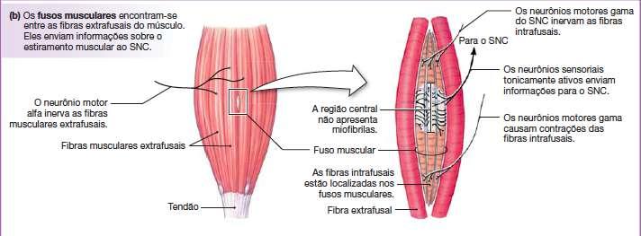 FUSO MUSCULAR Fibras musculares modificadas (intrafusais) motoneurônio gama Arranjados em paralelo com as