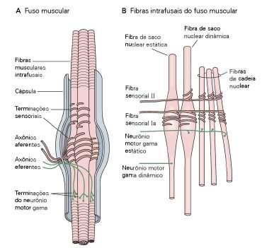 COMPONENTES DO FUSO 1. Fibras Intrafusais: cuja porção central não é contrátil 2. Fibras sensoriais: terminam nas regiões centrais não contrátil (Ia e II) 3.