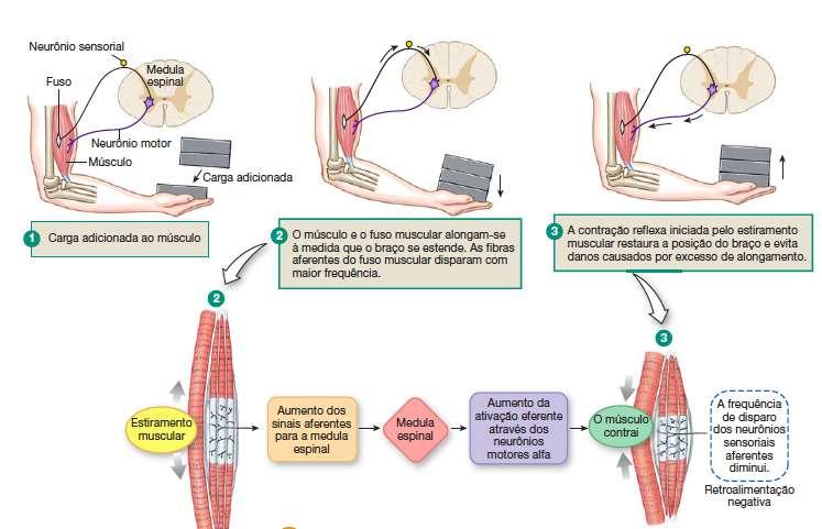 REFLEXO DE ESTIRAMENTO (POSTURA) O estiramento do músculo e do fuso gera uma contração muscular reflexa para evitar danos por estiramento excessivo.